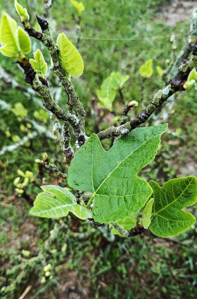 fig leaf, fig tree, nature-8643332.jpg